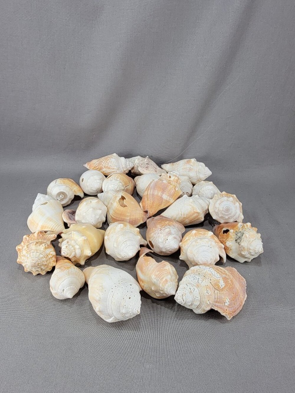 Florida Fighting Conch Shell Seashell Mixed Lot Broken Nautical Beach Crafts